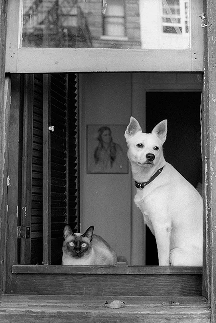 Dog-and-cat-in-window.jpg