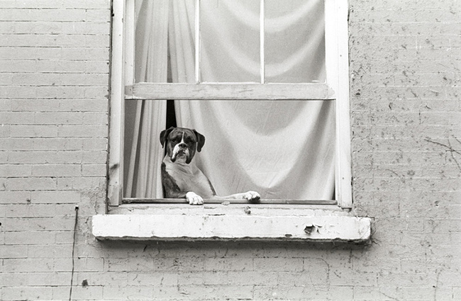 Dog-in-window.jpg