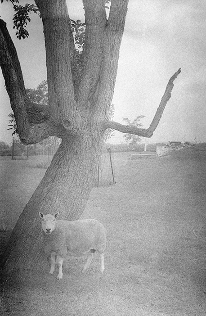 Sheep-and-Tree.jpg