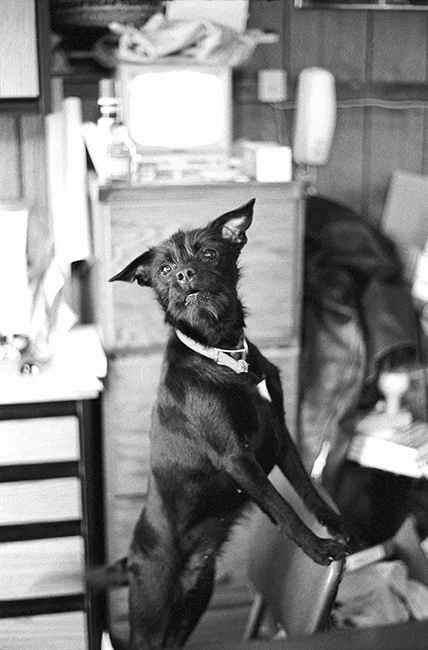 Dog-in-thrift-shop.jpg