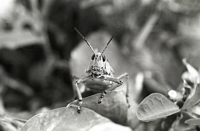 Grasshopper.jpg