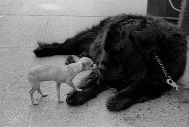 Two-dogs-meeting-II.jpg