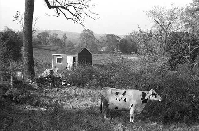 CowShackTree.jpg