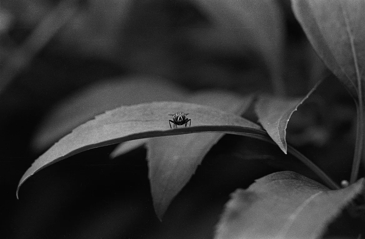 Fly on leaf.jpg