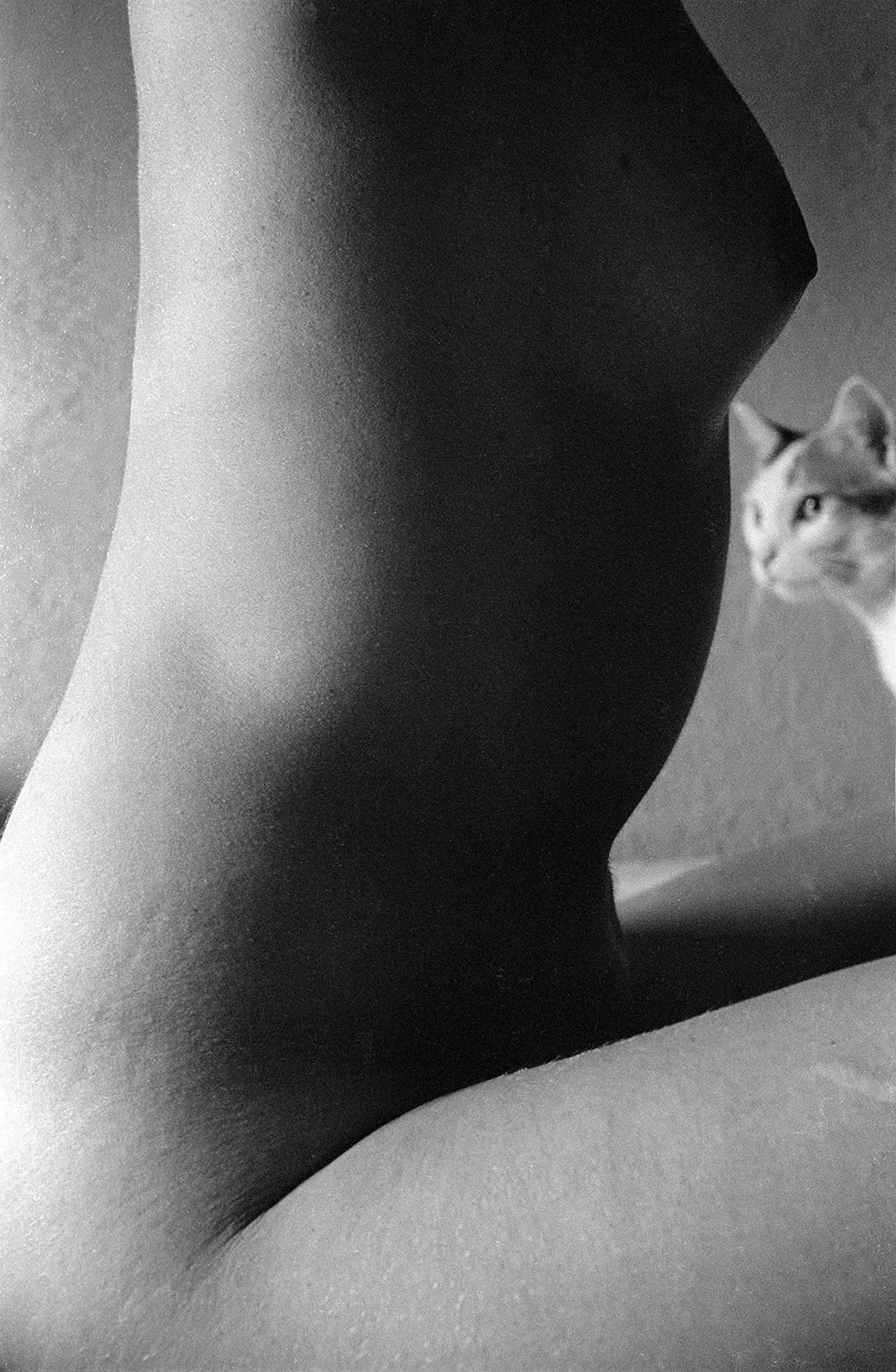 Form and cat-3-web.jpg