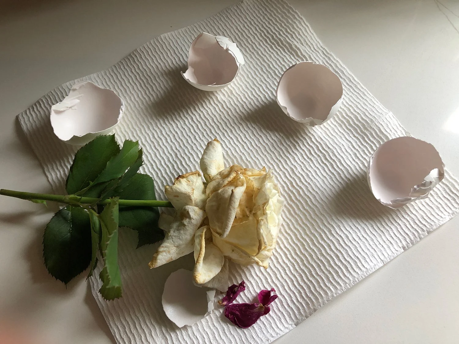 Rose-and-eggshells-web.jpg