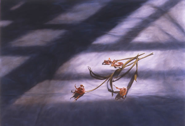 Yes tulips 1992 60x81cms