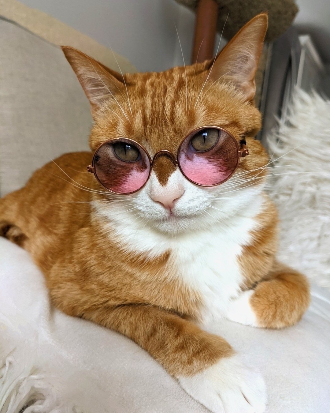It's National Pet Day, and Archer is wearing his favorite #EyeStyle to celebrate! 

As pet owner you probably celebrate your pet everyday, but today is also a great day to help a pet looking for a home. You can do so by notating to an animal shelter 