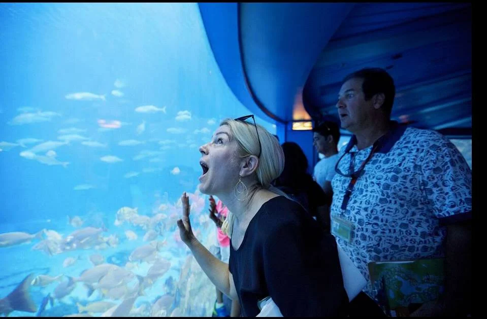 11214068_889293881151033_8437561826684197728_n.jpg