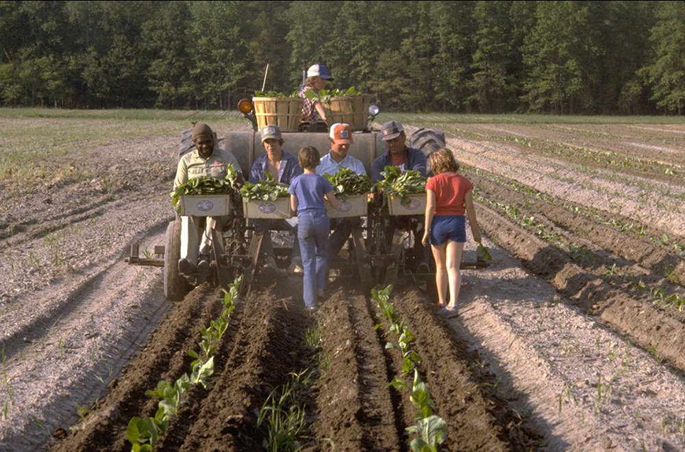 Spring Planting