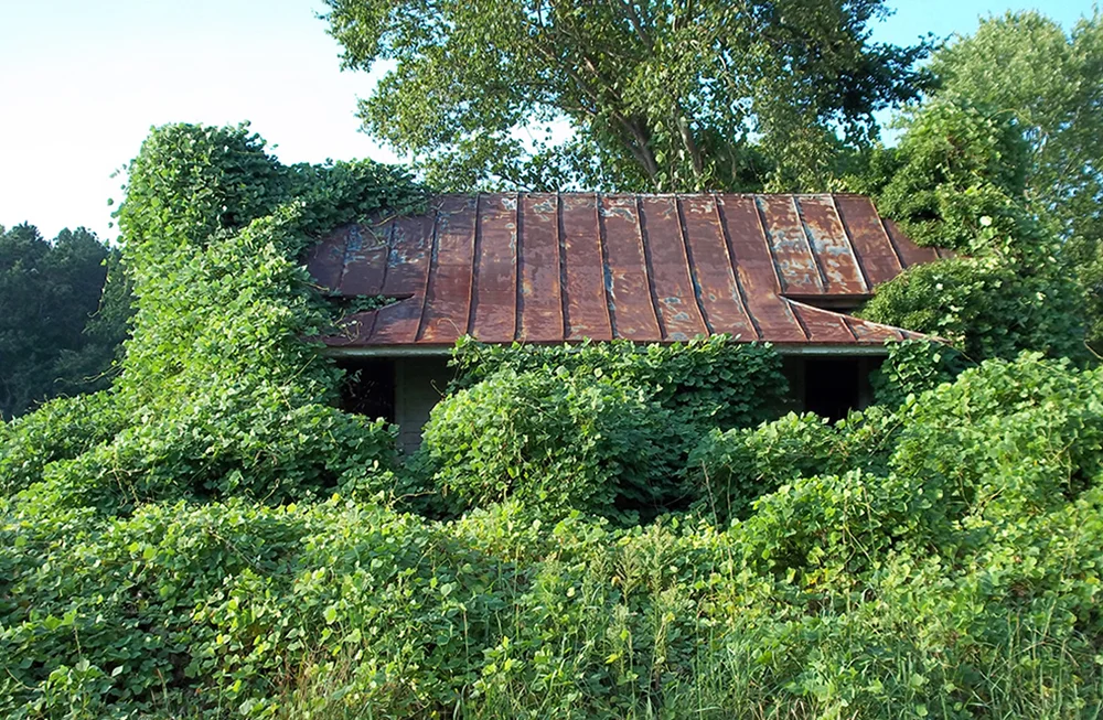 Kudzu