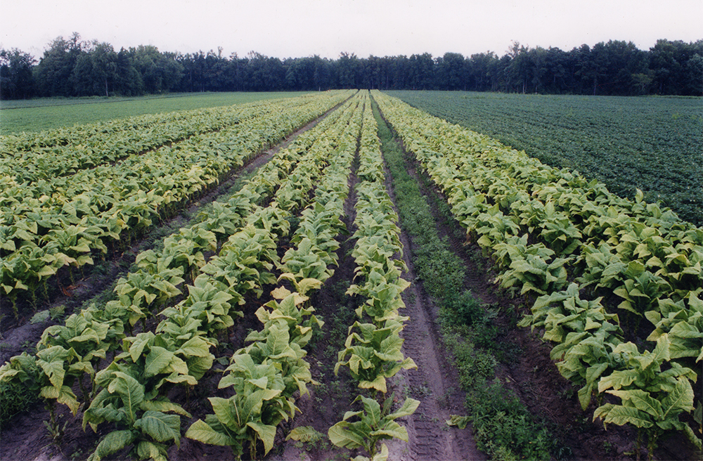 Bright Leaf Tobacco