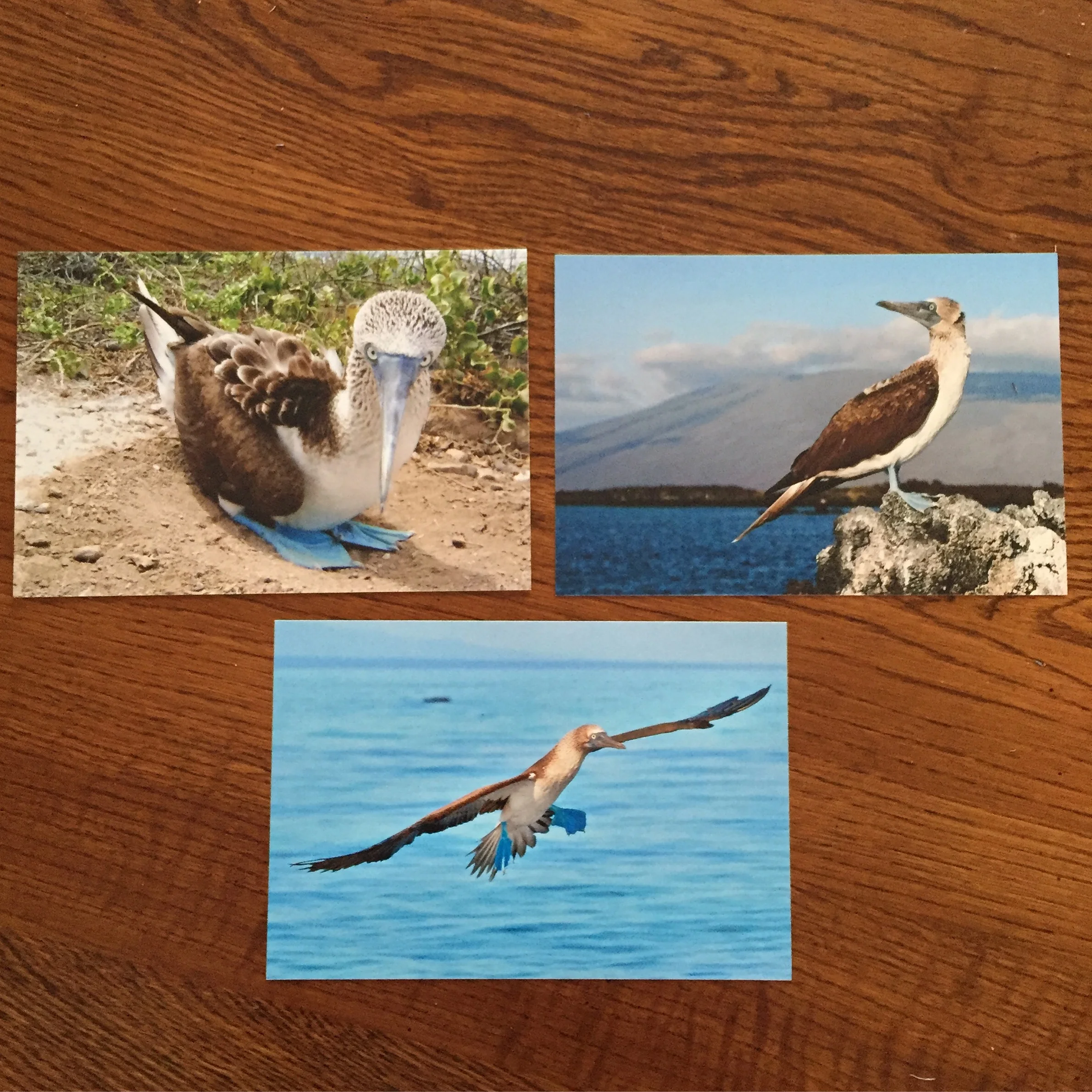 Awesome photos the Galapagos Conservancy sent us!