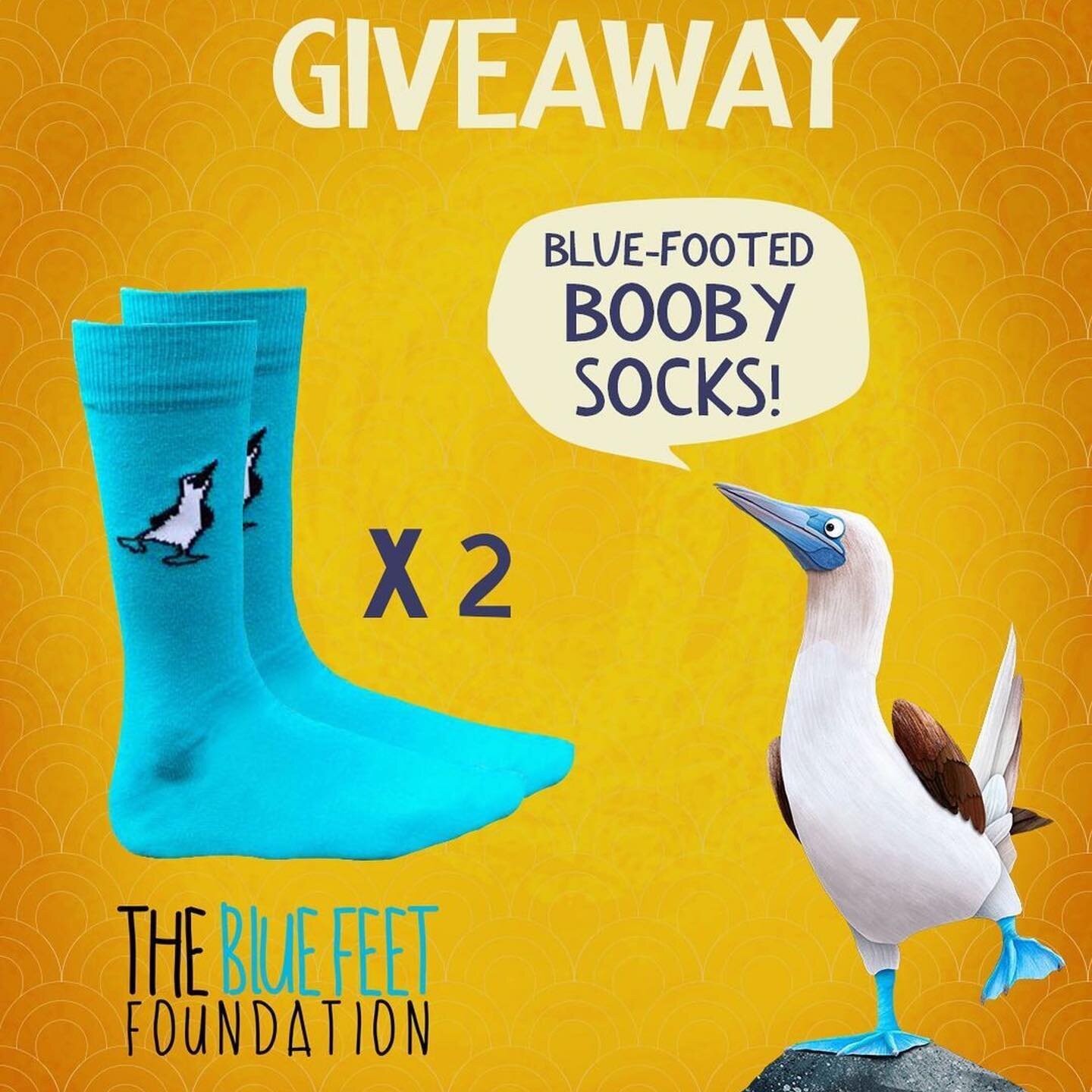 Enter our contest with @creechakids
・・・
We have a special giveaway in collaboration with our friends at the Blue Feet Foundation!
We are giving away 2 x pairs of awesome bright Blue Booby socks which are made in Ecuador! Home of the Galapagos Islands