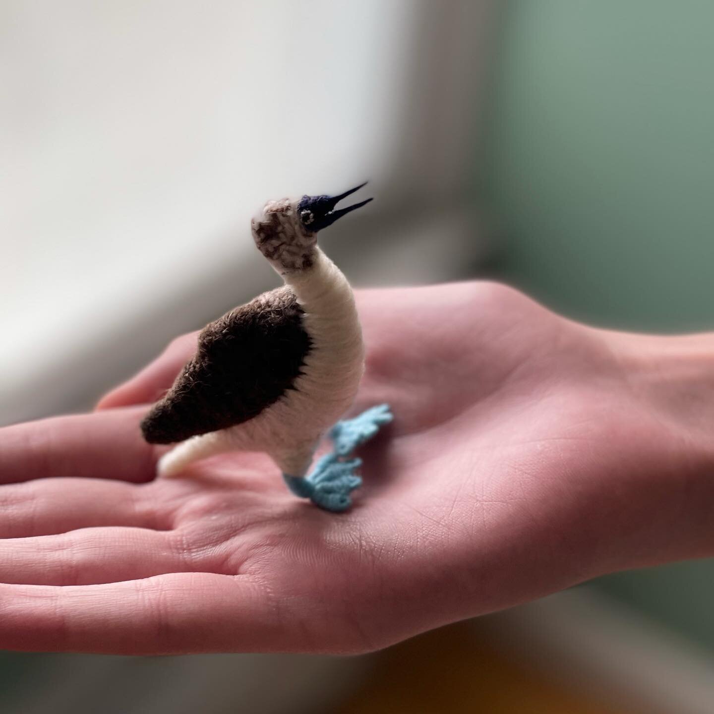 We traded a pair of socks for this awesome blue-footed booby by Japanese wool artist @kurokumaart 
Check out her art. 

#conservation #bluefootedbooby #wool #woolart #socks #internationaltrade