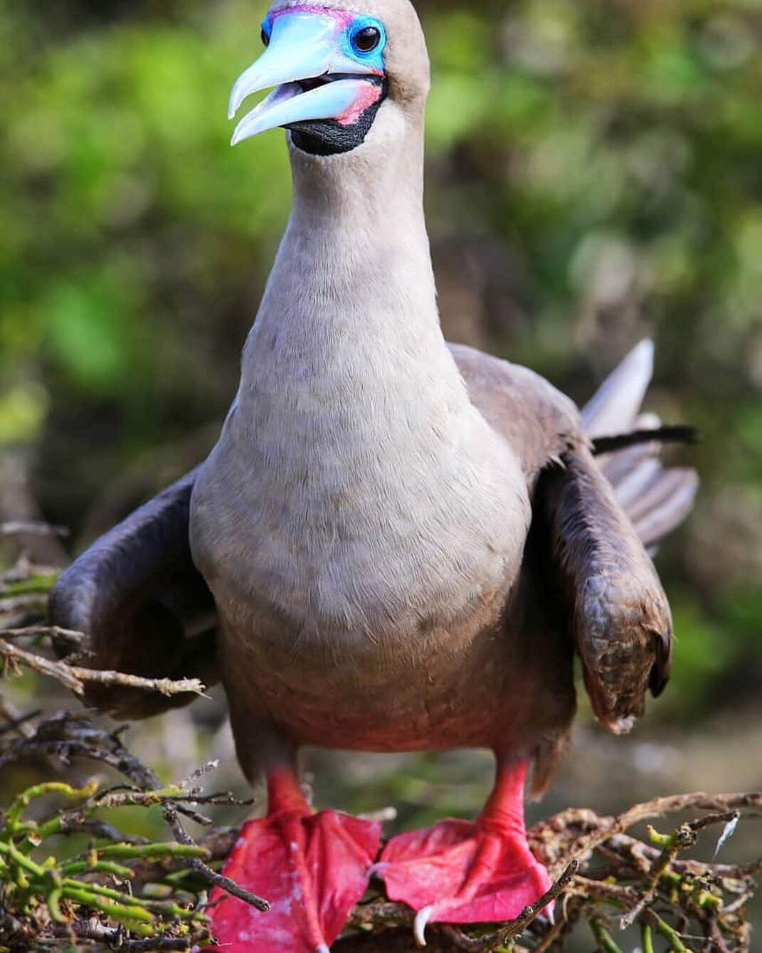 Happy Valentine&rsquo;s Day everyone. Here&rsquo;s a photo of a red-footed booby! And yes, one day we&rsquo;ll make red-footed booby socks for Valentine&rsquo;s Day! 

#redfootedbooby #bluefootedbooby #conservation #seabirds #bluesocks #redsocks #val
