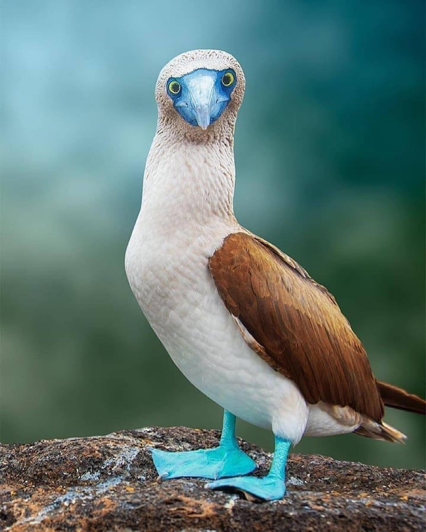 Amazing photo by @anbusiello 

#bluefootedbooby #galapagos #conservation #seabirds #birdphotography #animalphotography #wildlifephotography