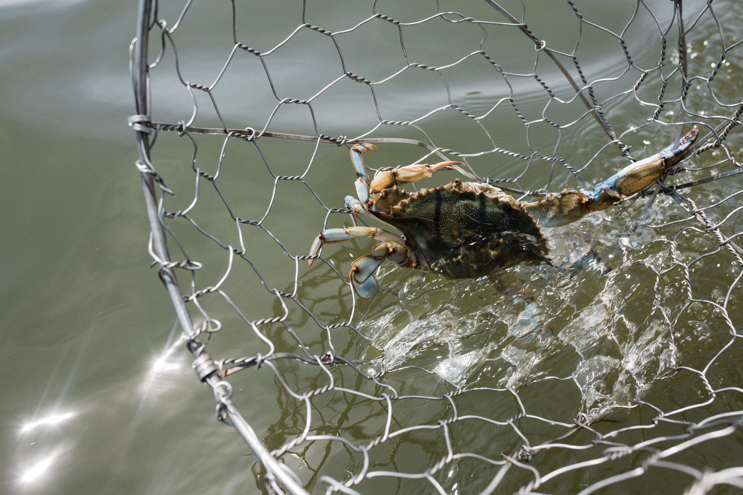 crabs-59.jpg