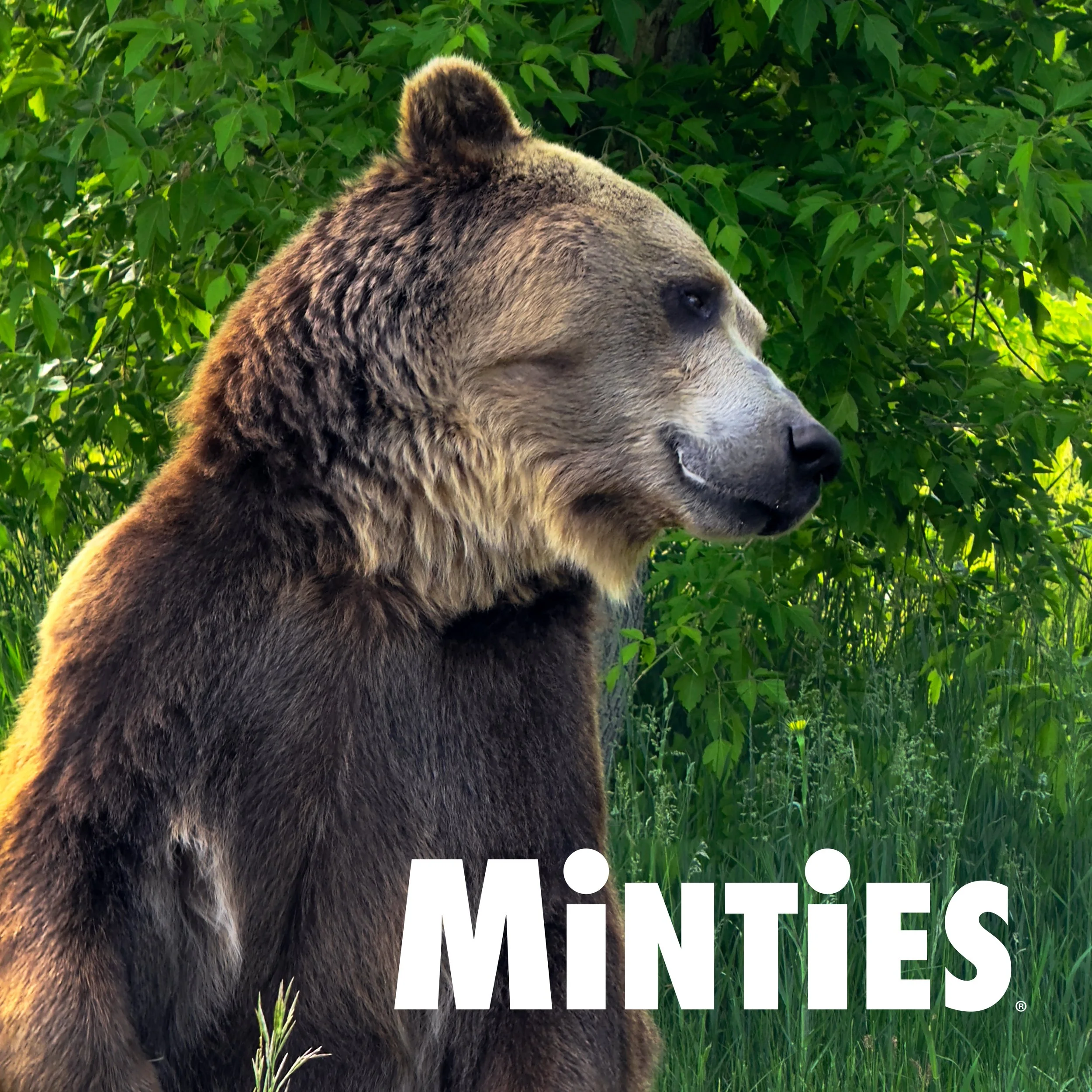 Minties Video Cover.jpg