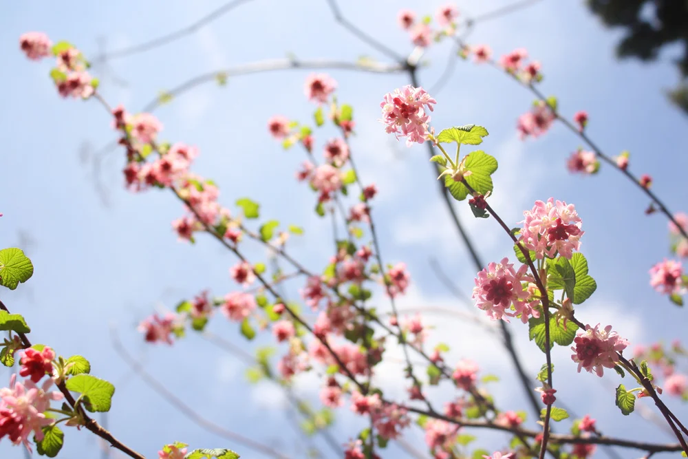 ribes.jpg