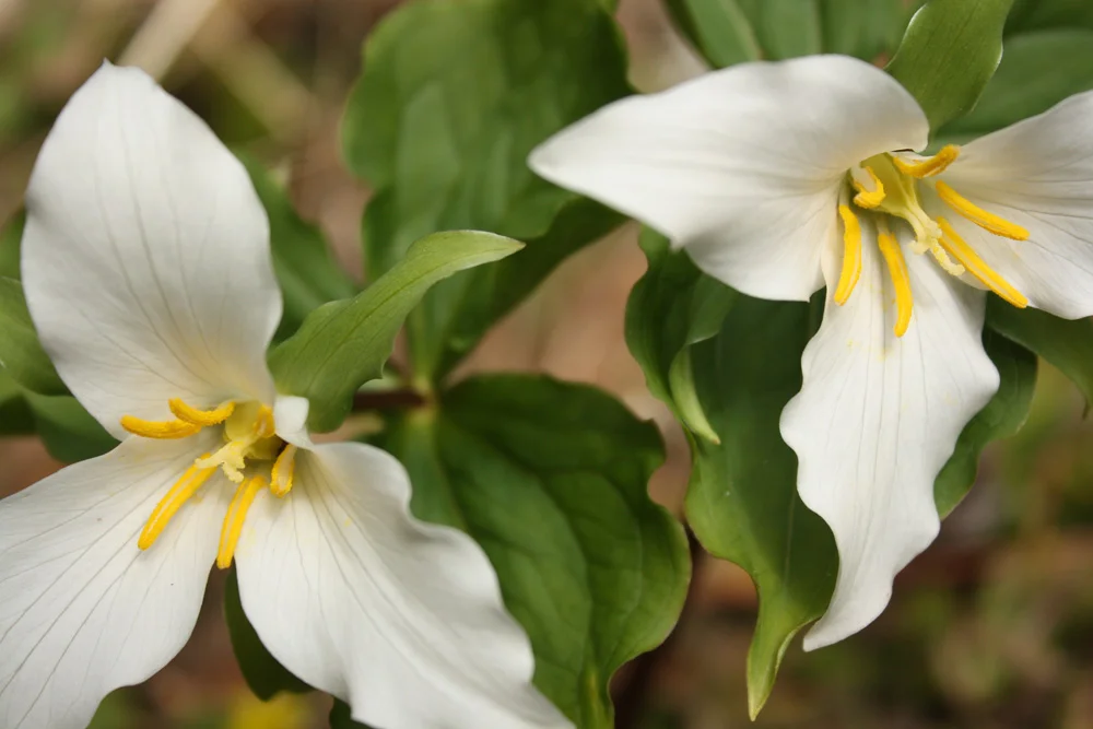 trillium.jpg