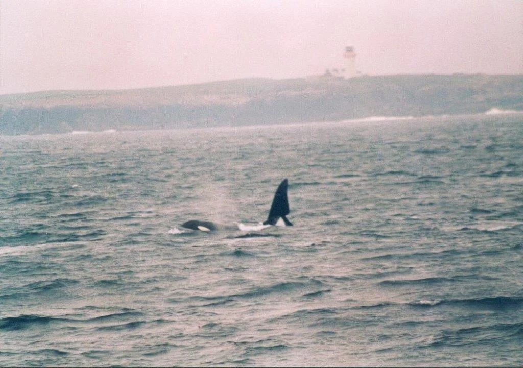 Orca in Donegal Bay