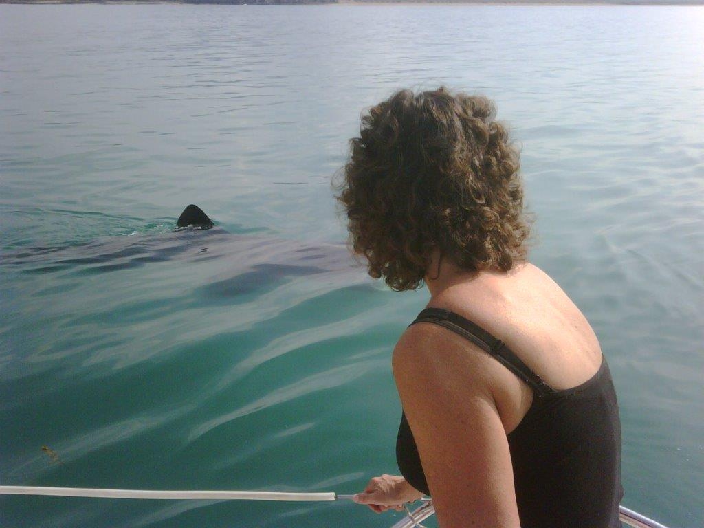 Basking Shark (and Andrea)