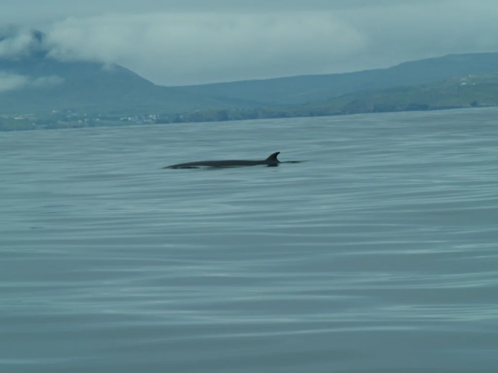 Minke whale off Mullaghmore