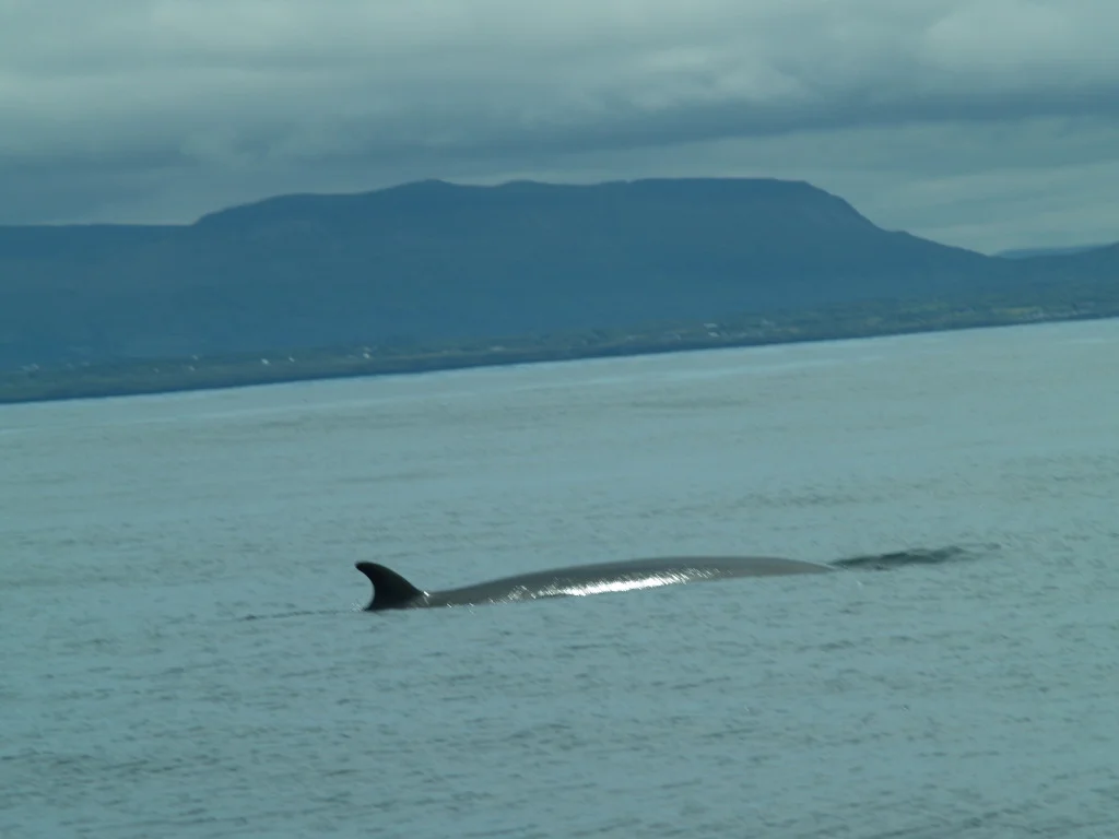 Minke Whale