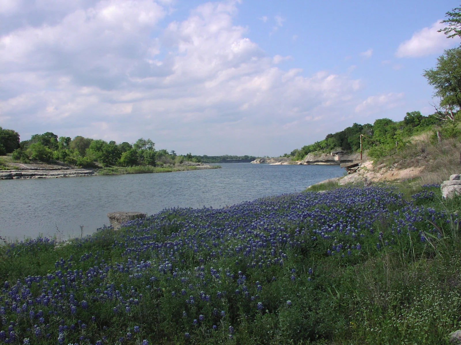 Cliffview Bluebonnets.JPG