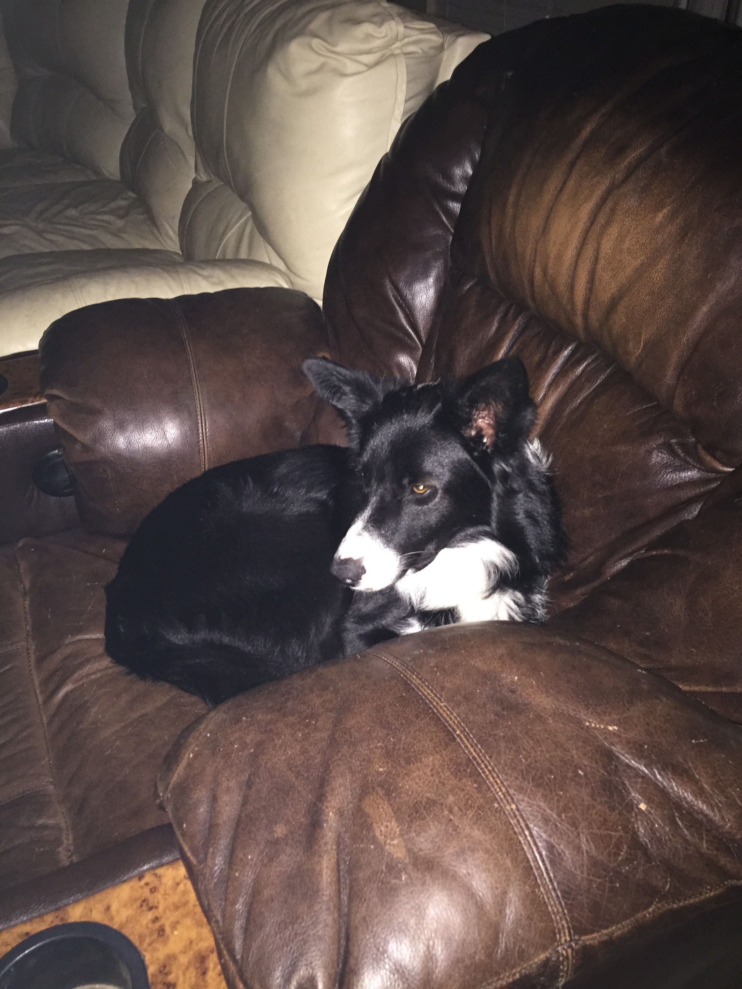 duke