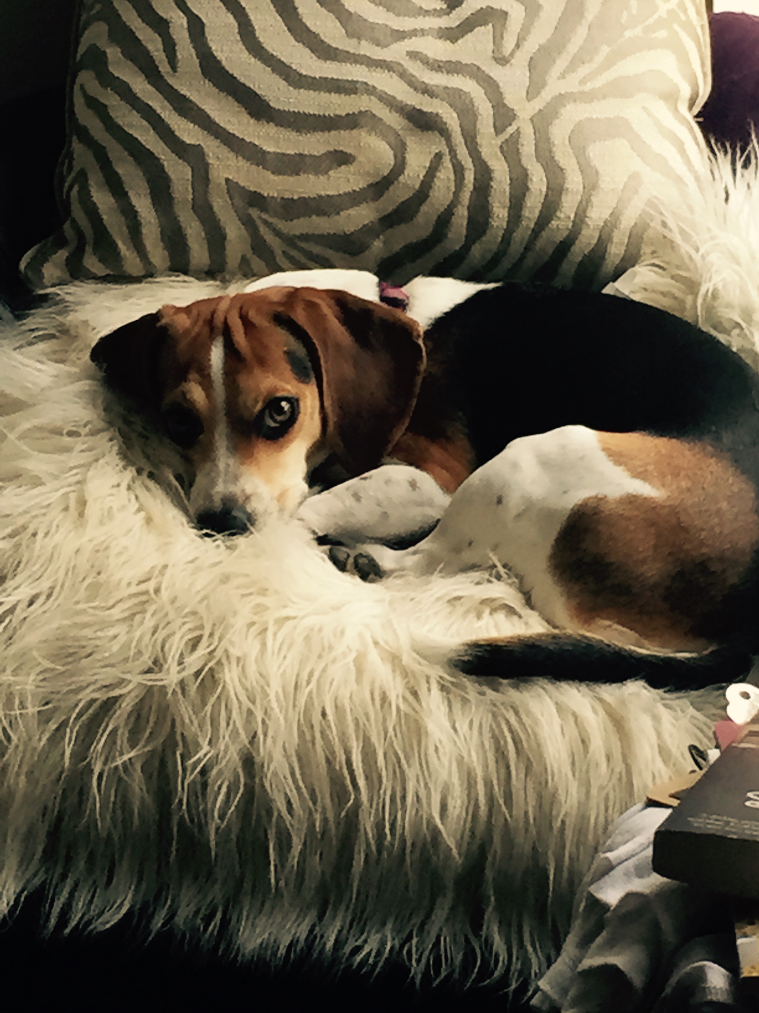 roxy