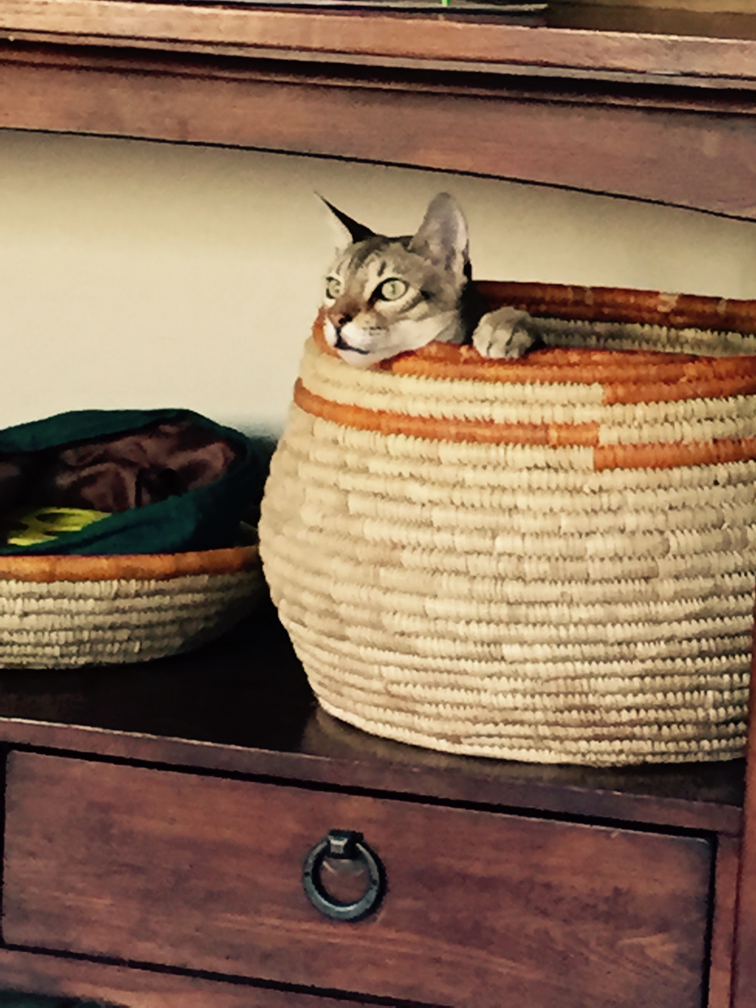 pongo