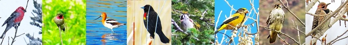 birds.jpg