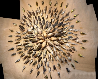 A selection of birds that struck buildings in Washington D.C. during the fall of 2013. They were collected and displayed by the Lights Out DC group.
