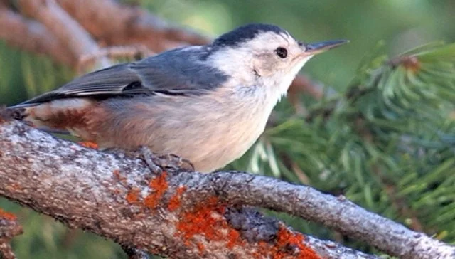 Nuthatch_Alta.jpg