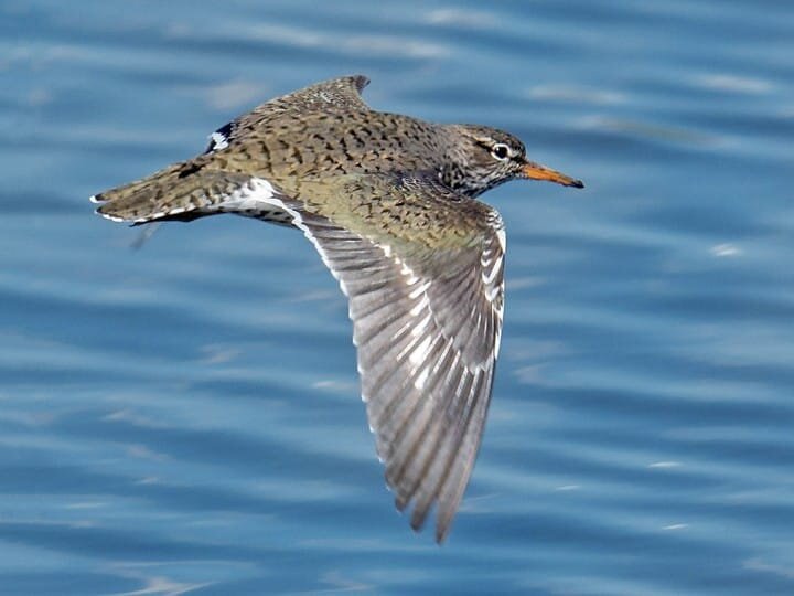 Breeding Adult in Flight