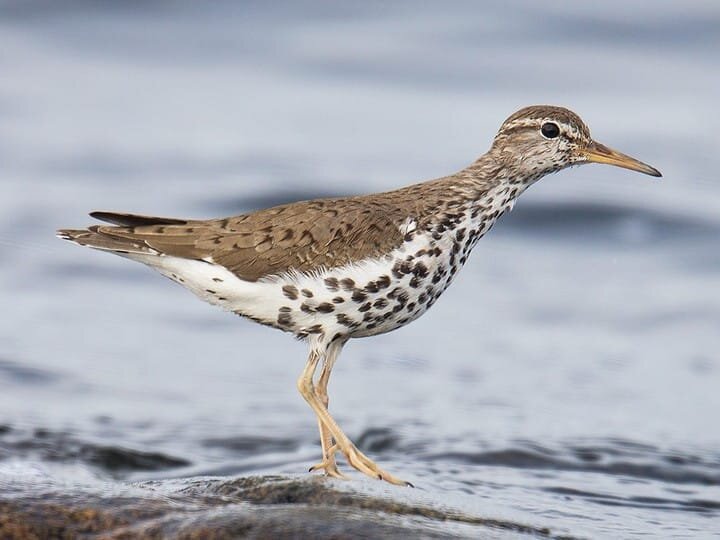 Breeding Adult