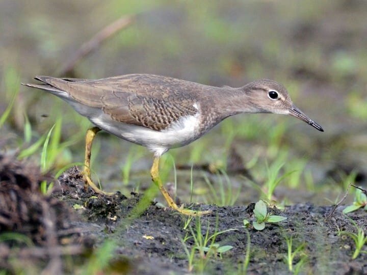 Juvenile