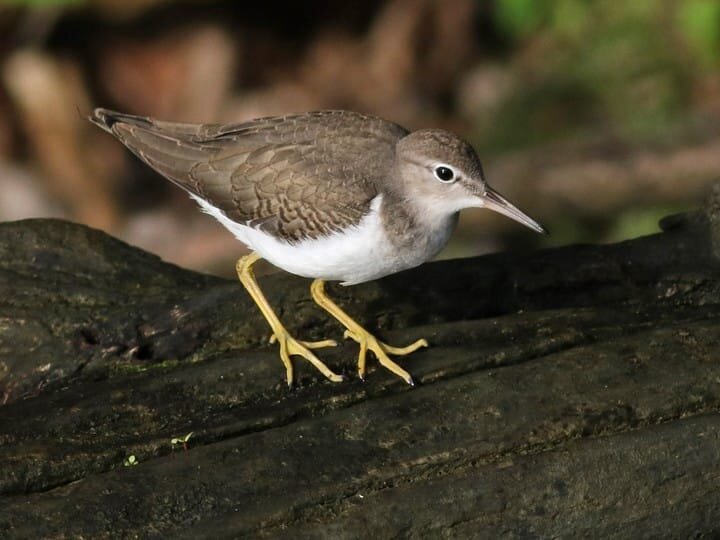 Juvenile