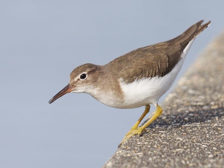Non-breeding Adult