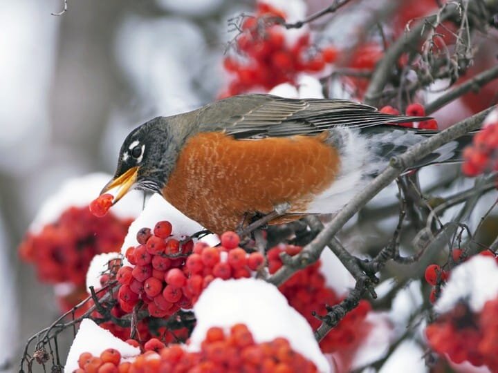 Adult