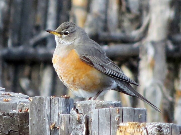 Adult Female