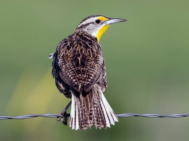 Breeding Adult