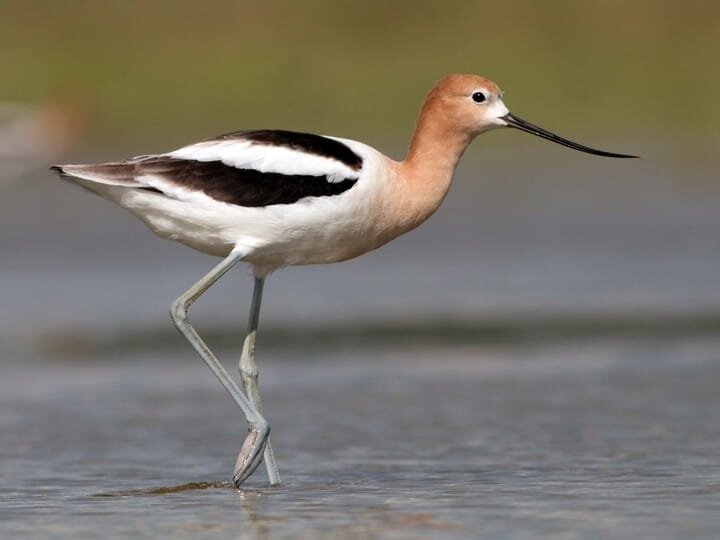 Adult