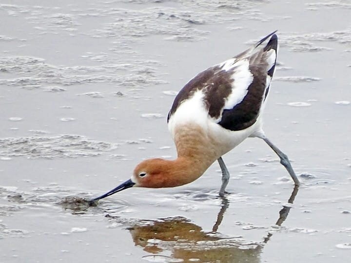 Adult