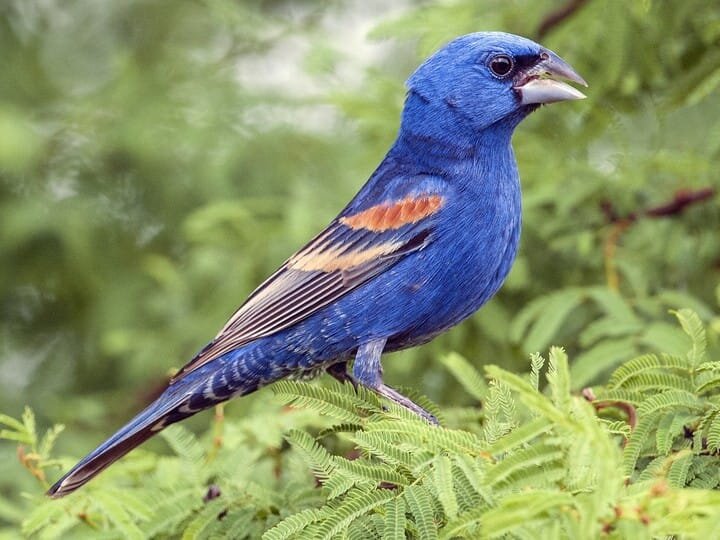 Breeding Male