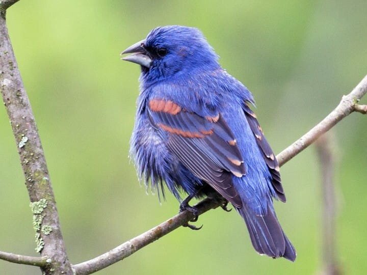 Breeding Male