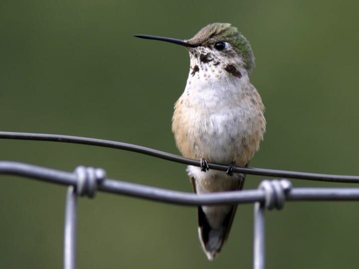 Immature male / Macho inmaduro (Copy)