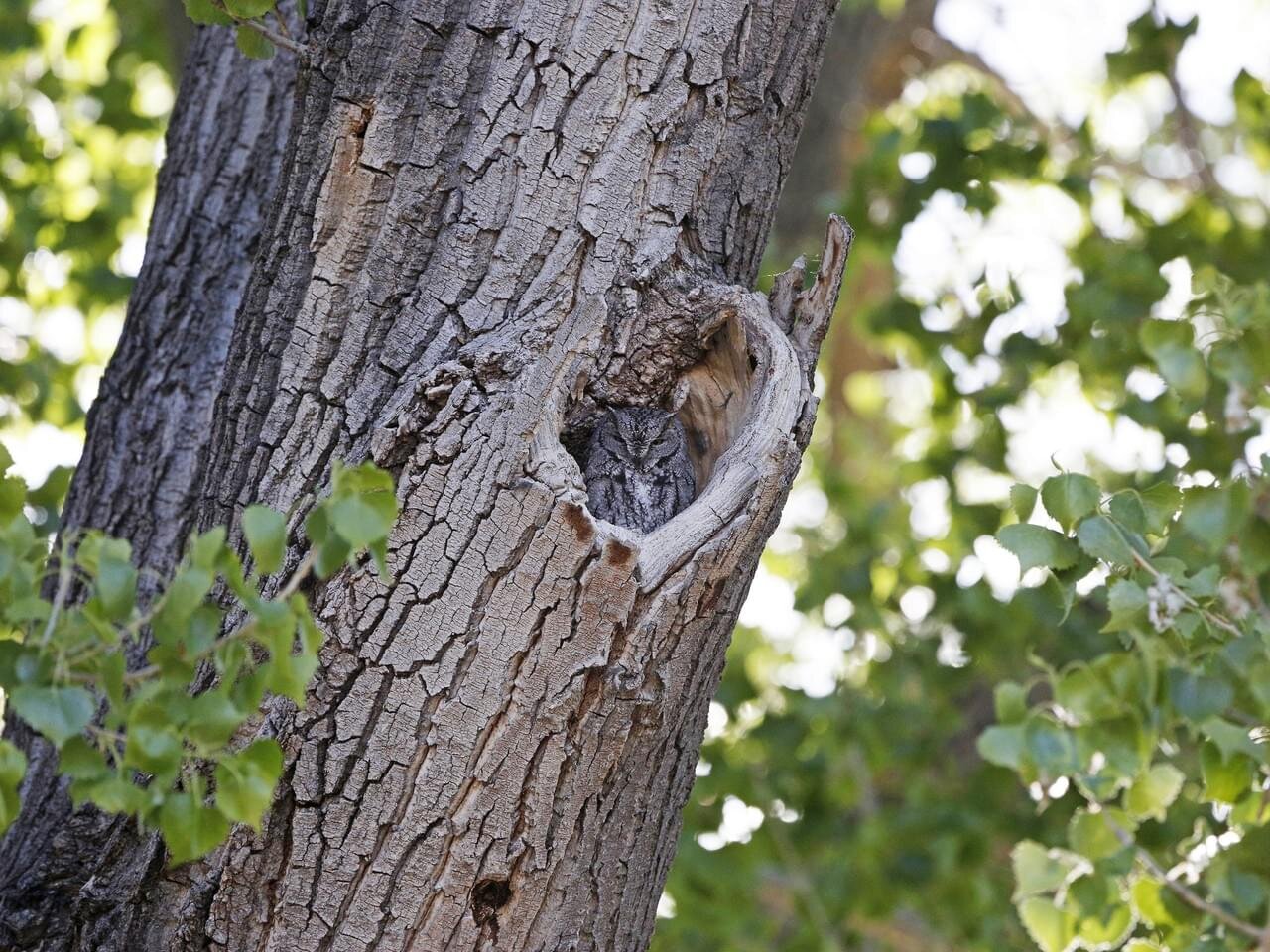 Owls nest in tree cavities! (Copy)